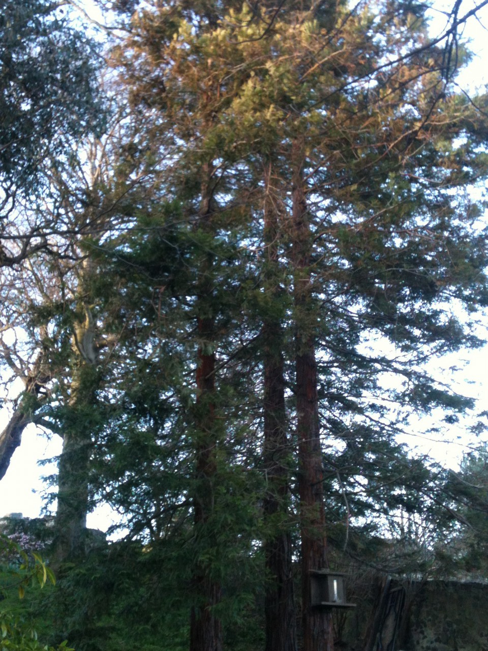 SequoiaSempervirens